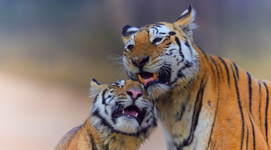 The Iconic Tigers Of India