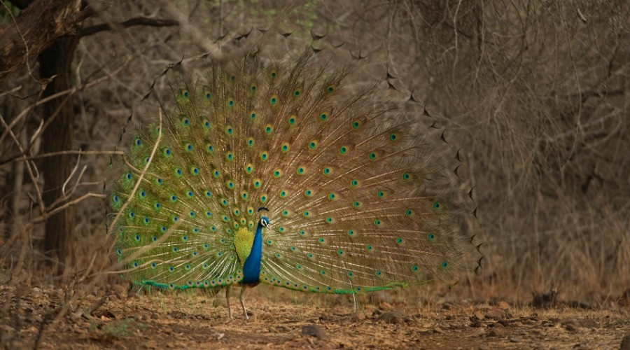 New Report Finds That 101 Indian Bird Species Require Immediate Attention