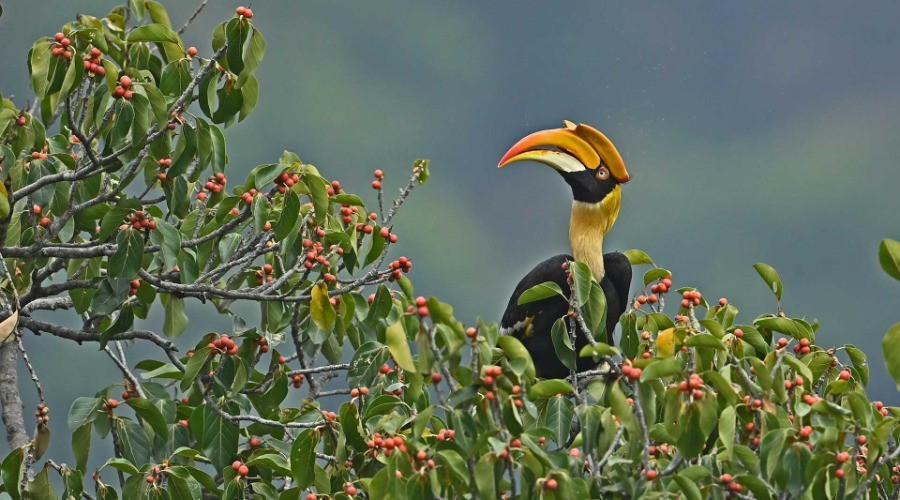 In Search Of Hornbill Nests In The Anamalai Hills