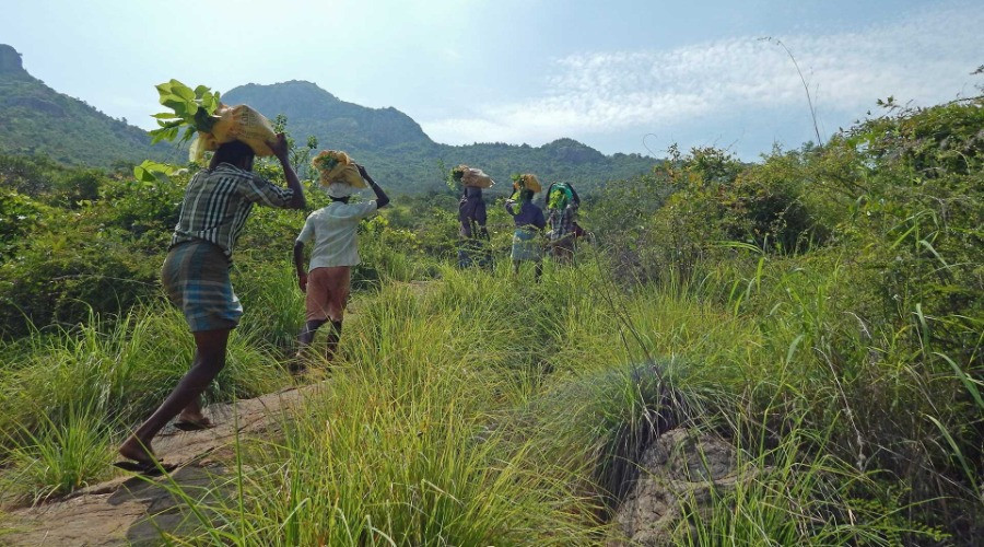 Restoring The Sacred Arunachala Hill