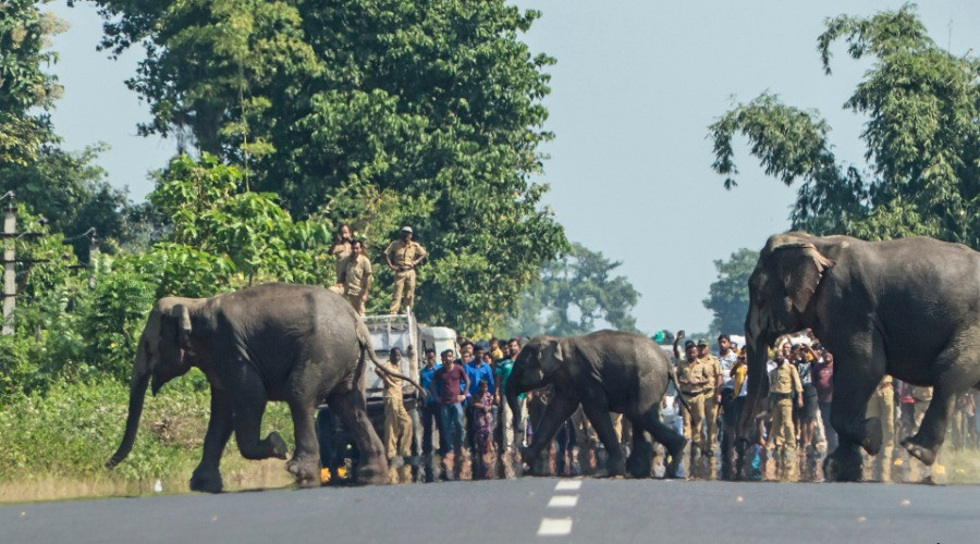 The Challenges Of Mob Management When Rescuing Wildlife