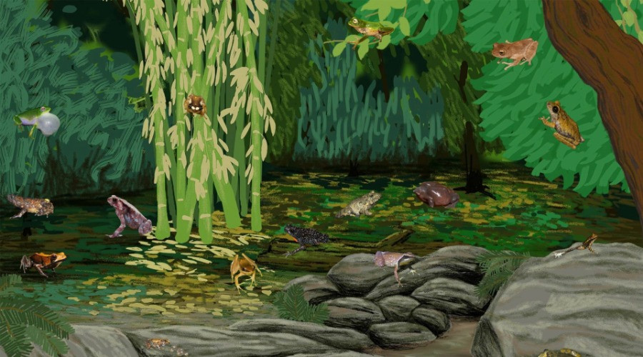 Tune In For A Frog Orchestra!