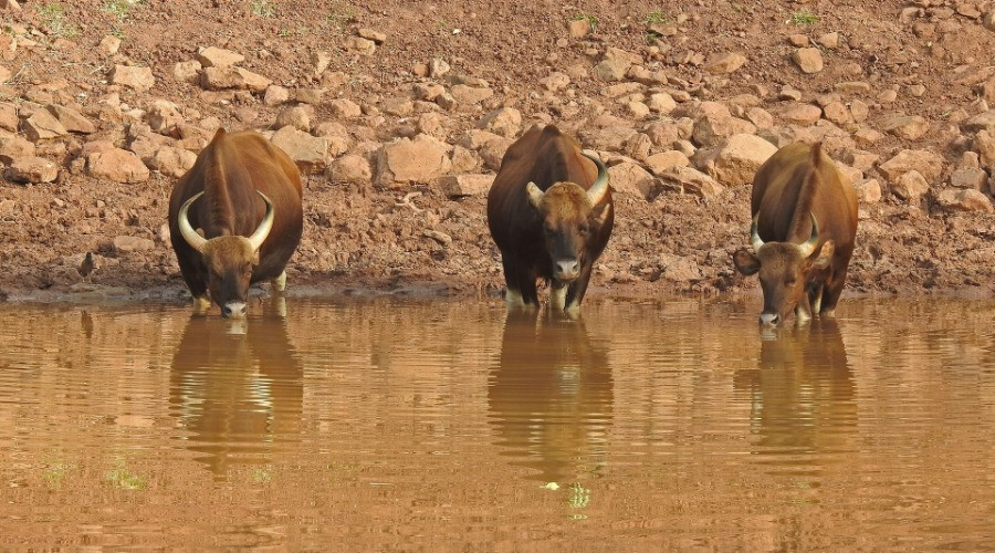 Satpura Tiger Reserve: The Wild Heart Of Madhya Pradesh