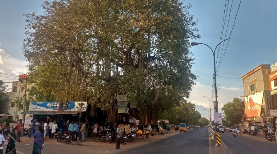 A Stop By The Banyan Tree