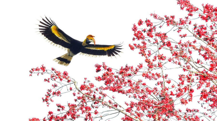 The Hornbills Of India