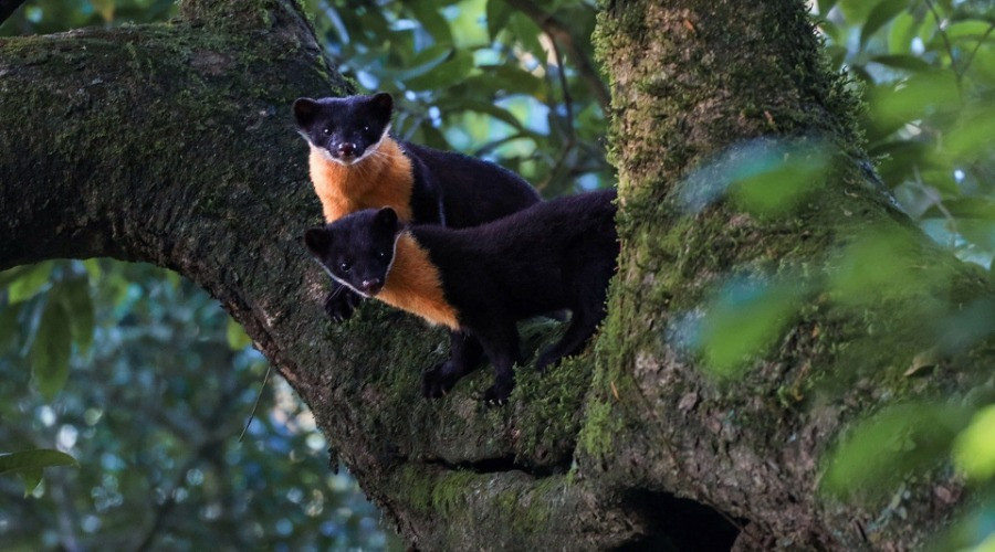 In Search of Nilgiri Marten