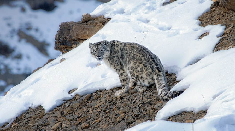 10 Things You Need To Know About Snow Leopards