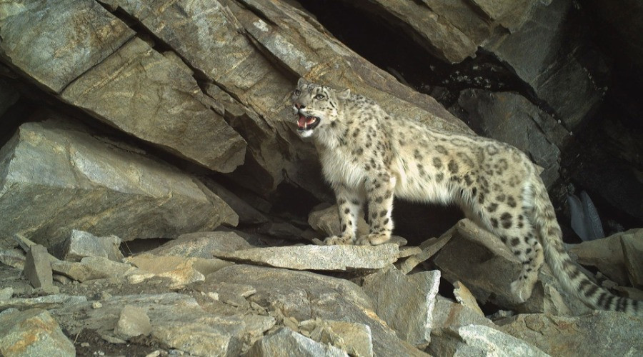 The Extraordinary Task Of Surveying Snow Leopards In Jammu & Kashmir
