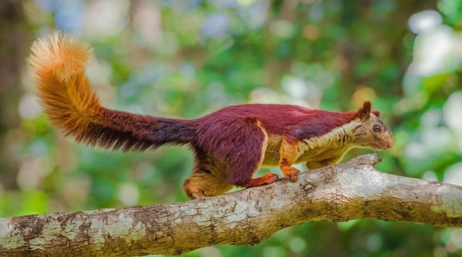 The Giant Squirrels Of India