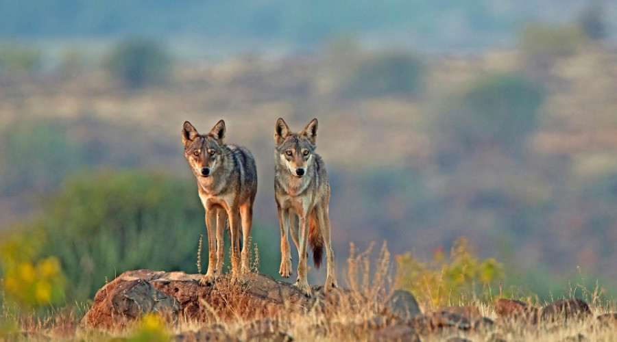 Meet The Wild Canids Of India