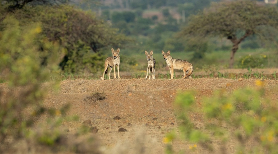 Restoring Grassland Commons in Maharashtra