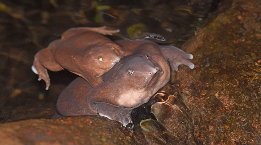 The Purple Frog Mystery