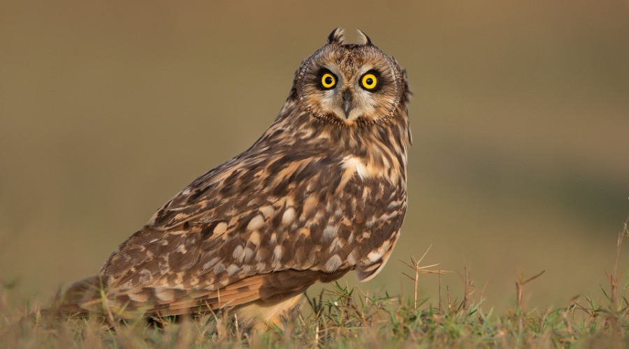 The Owls Of India