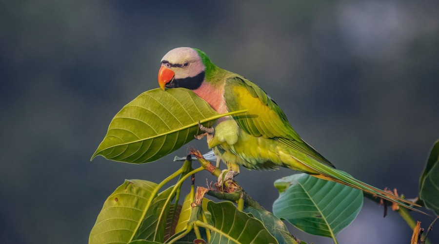 The Parakeets Of India