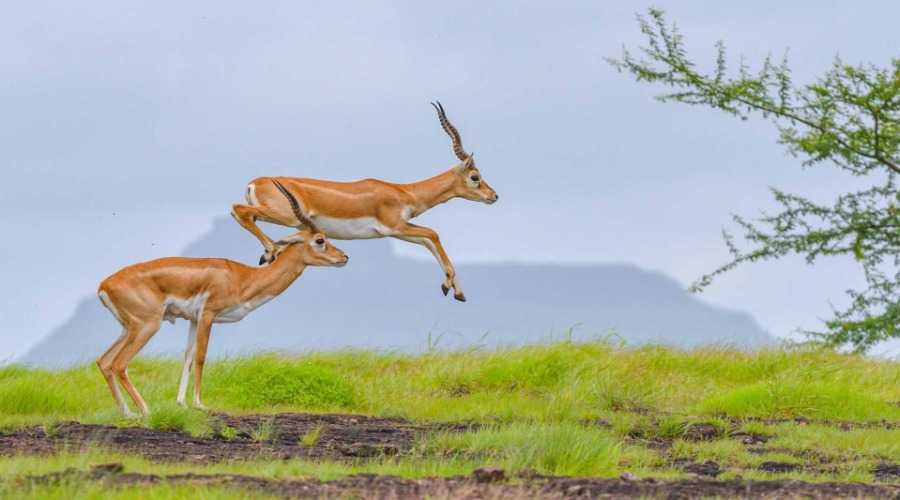 Antelopes Of India