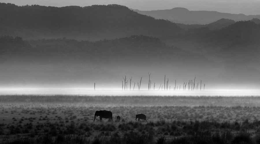 The Role Of Monochrome In Wildlife Photography