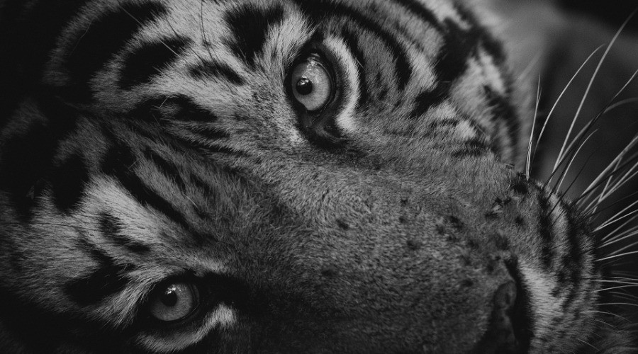 Tackling Tiger Boredom!
