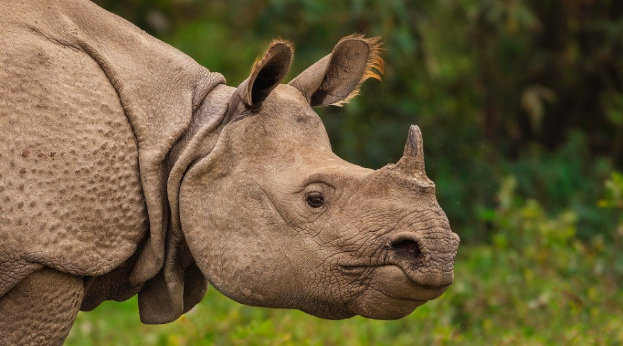 10 Things You Need To Know About The Indian Rhinoceros