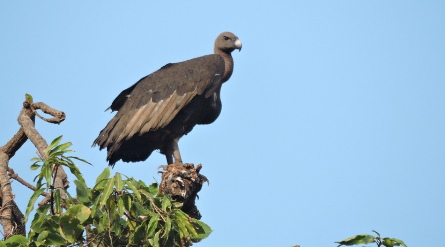 Saving Maharashtra's Vultures From Extinction