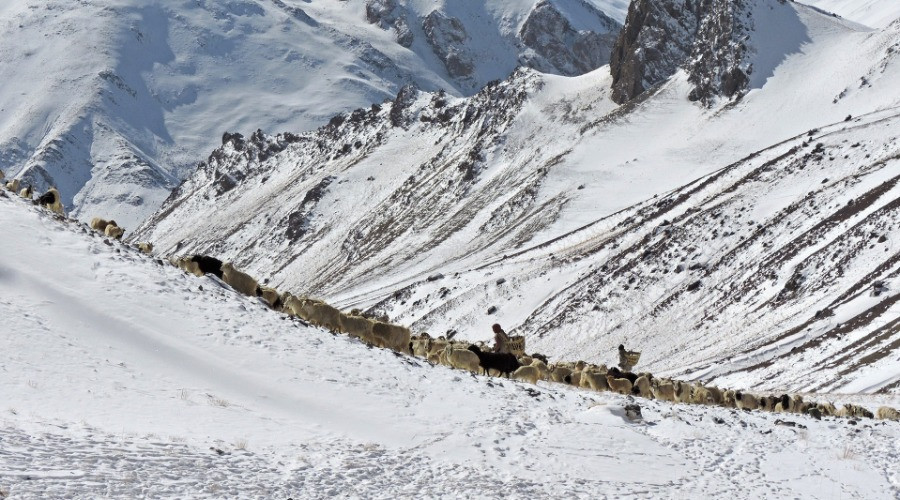 How A Ladakhi Village Came Together To Keep Leopards And Wolves Away From Livestock