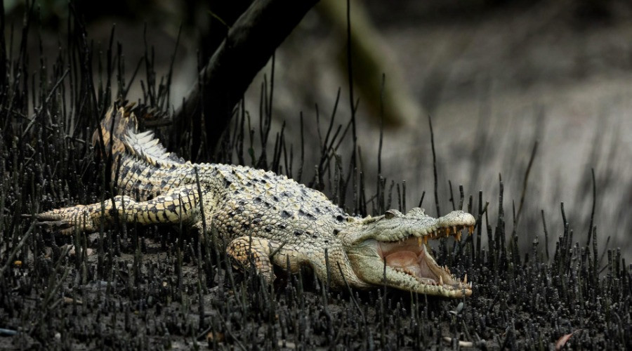 Mutants Of The Animal World