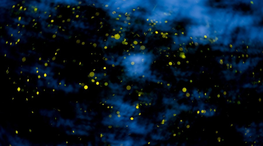 Where Are All The Fireflies?