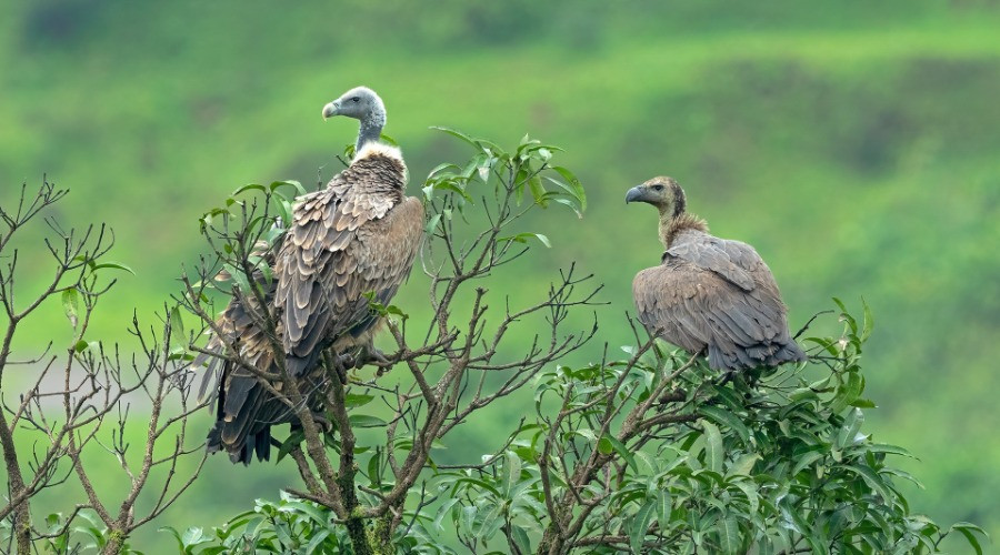 A Birdwatcher's Guide To Nashik