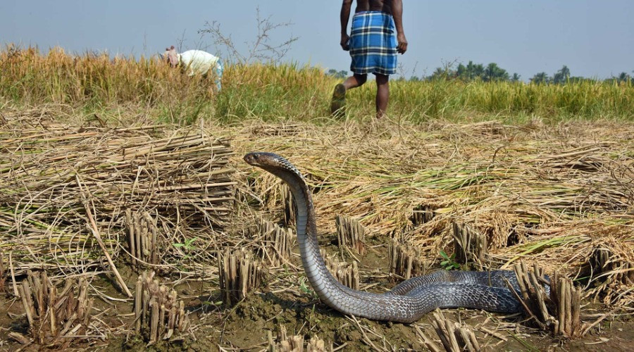 Why Is India The Snakebite Capital Of The World?