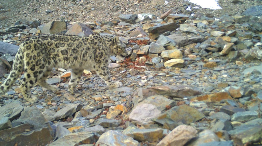 Running Into Snow Leopards At Rudragaira