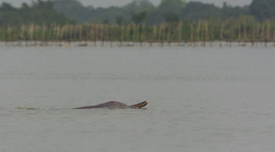 Why Are Gangetic River Dolphins Disappearing From Assam?