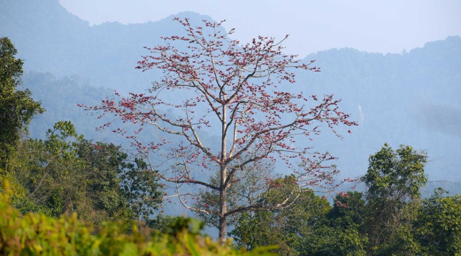 Wandering The Lost World Of Pakke