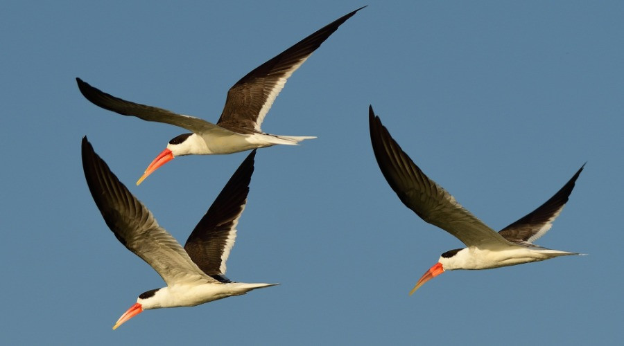Birders Flock To The Forests Of Madhya Pradesh