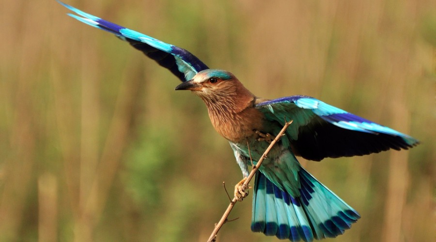 A Blue Flash - The Indian Roller