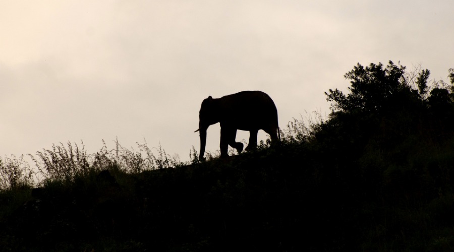 Elephant Rescue