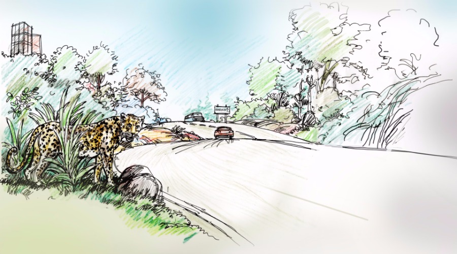 Why Did The Leopard Cross The Road?