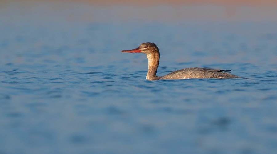 A Mega-Lifer In Maharashtra