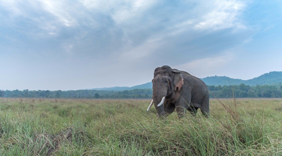 When I Met A Wild Tusker