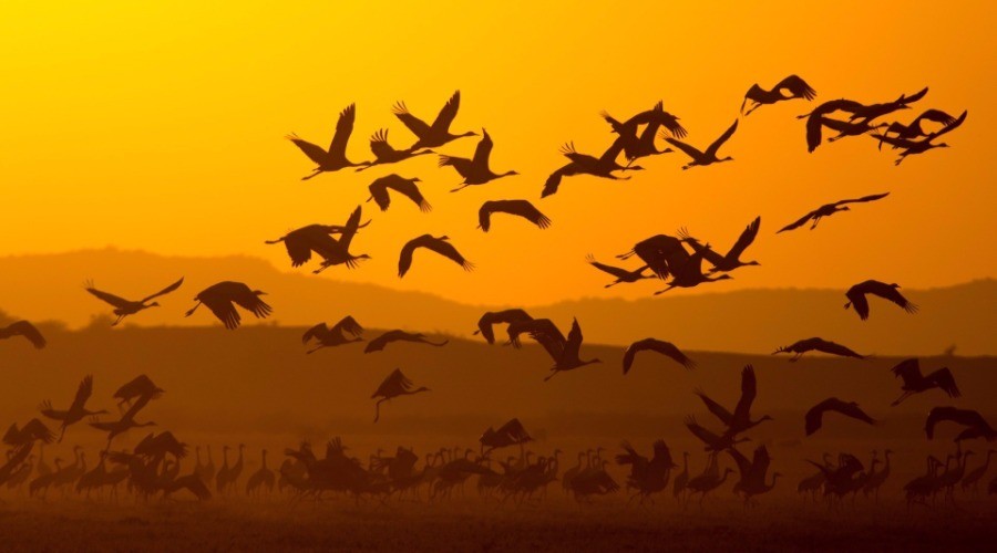 Great Rann Of Kutch