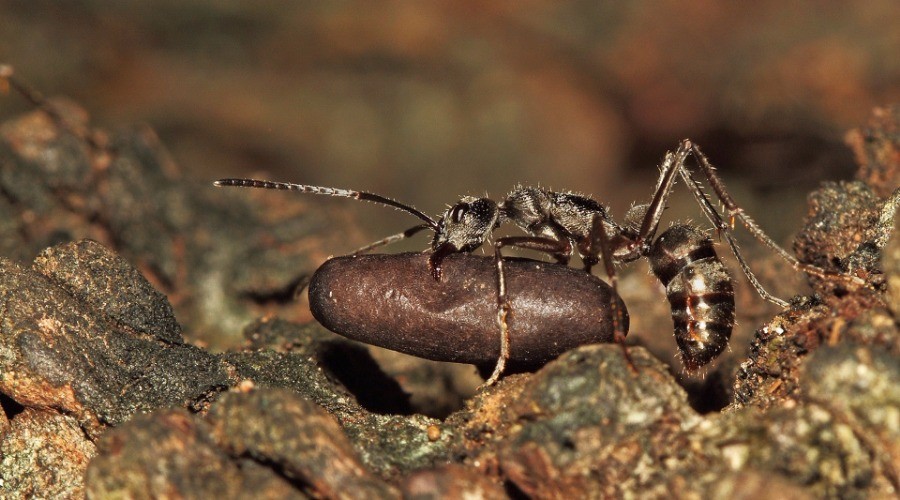 When The Ants Go Marching In