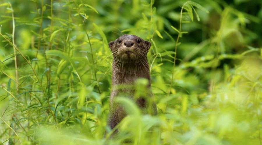 Hello From The Otter Side