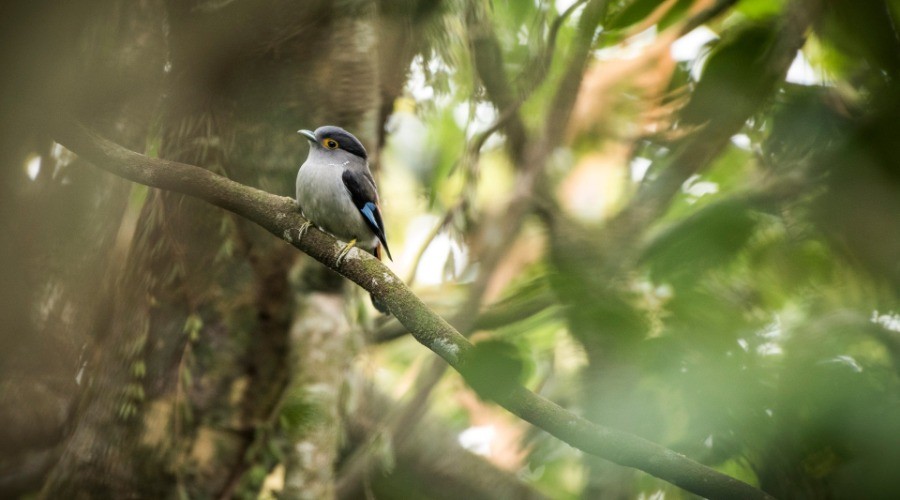 Eaglenest Wildlife Sanctuary