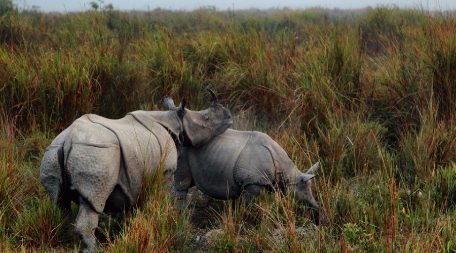 Rhino In My Frame
