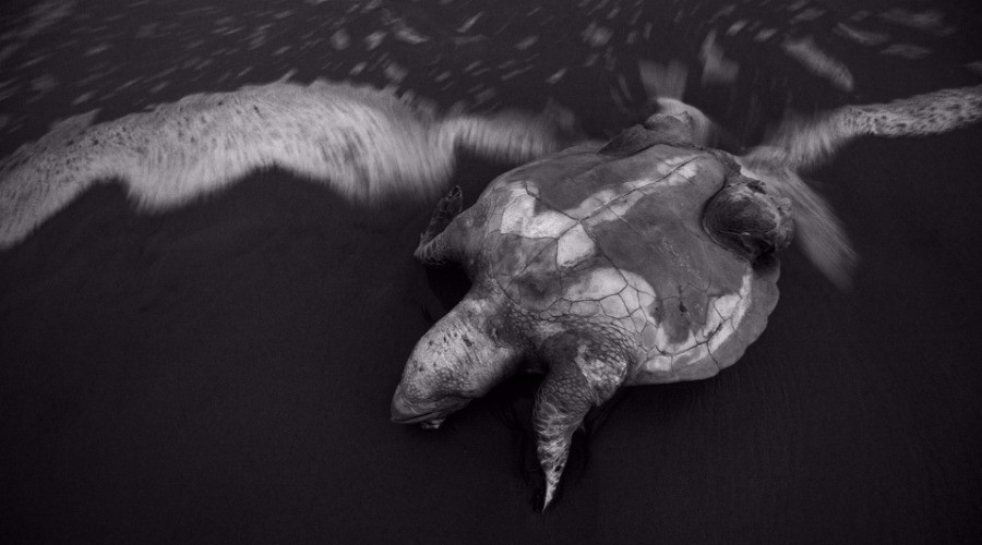 The Olive Ridley Undertaker