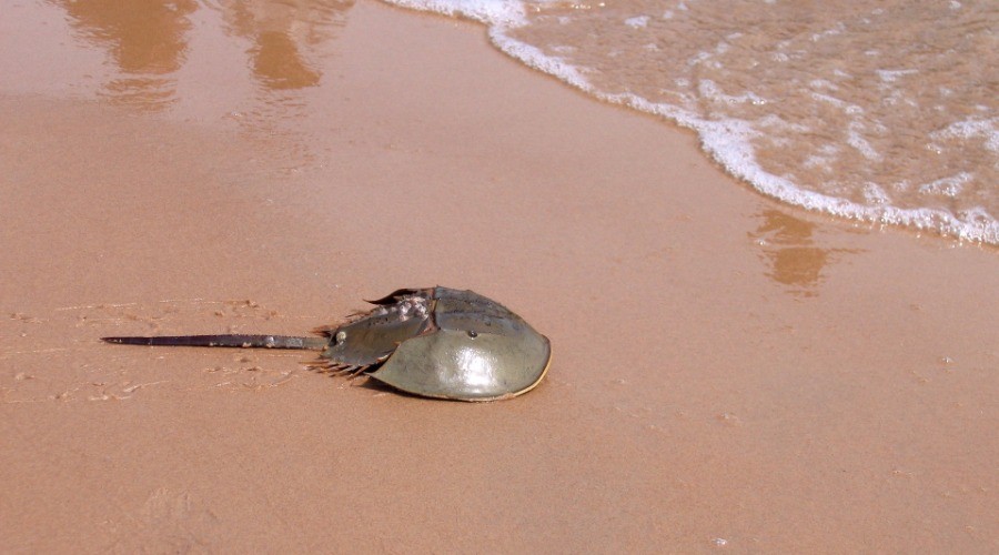 Horseshoe Crab