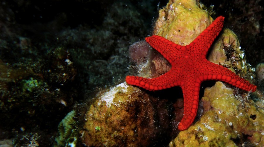 The Stars Of The Sea