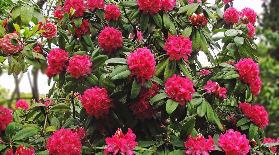 Rhododendron red alert