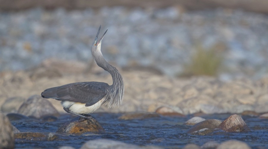 Catching A Glimpse Of The White-Bellied Heron In India