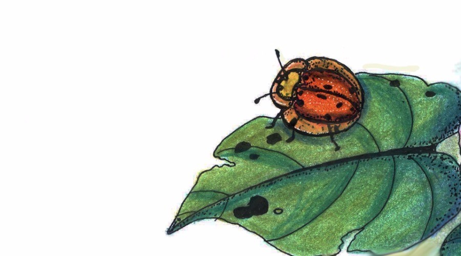 Tortoise Beetles
