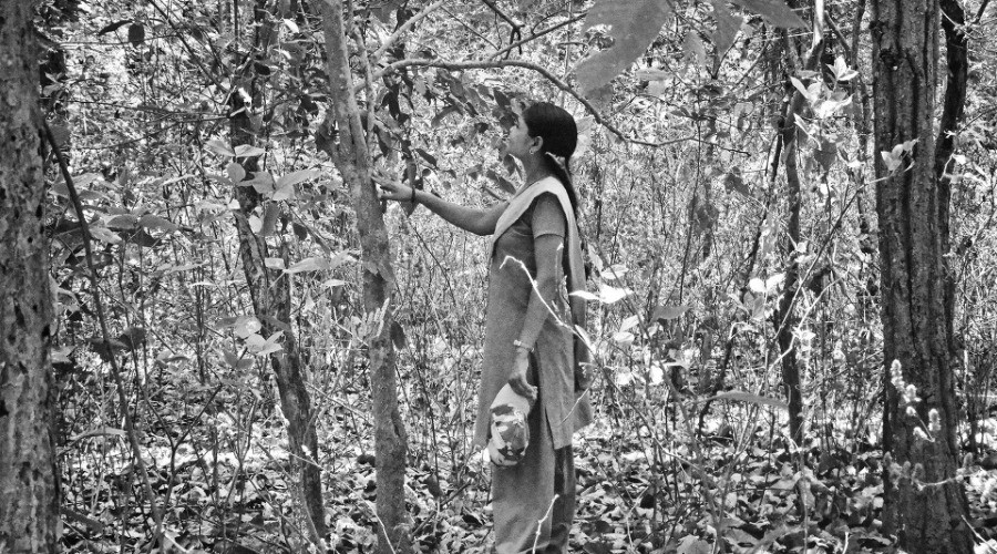 Laxmi In The Forest