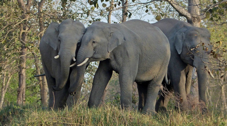 Living In The Land Of Giants